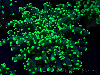 WYSIWYG Euphyllia paradivisa (Mariculture acclimated under LED)