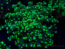 WYSIWYG Euphyllia paradivisa (Mariculture acclimated under LED)