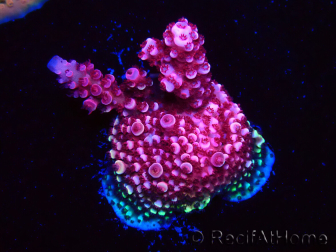 WYSIWYG MH Acropora Red Robin 5A9