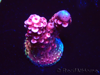 WYSIWYG MH Acropora Red Robin 5A10
