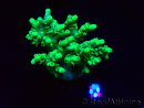 WYSIWYG Acropora aculeus 5H2