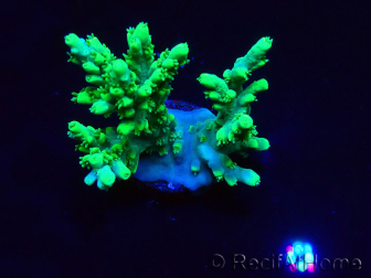 WYSIWYG RAH Acropora aculeus 5E7