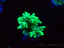 WYSIWYG Acropora aculeus 5H4