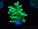 WYSIWYG Acropora aculeus 5H2