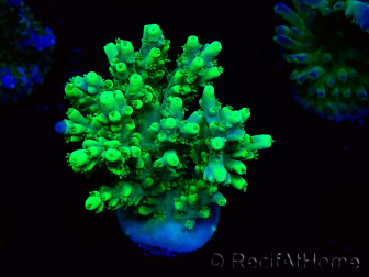 WYSIWYG RAH Acropora aculeus 5E10