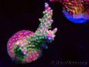 WYSIWYG FF Acropora Skittles Bomb 5G
