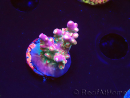 WYSIWYG FF Acropora Skittles Bomb 5H10