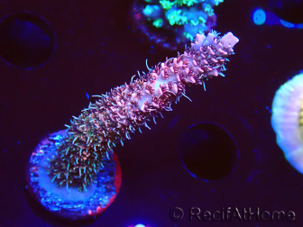 WYSIWYG RAH Acropora millepora Hairy Fairy 5K