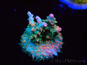 WYSIWYG RAH Acropora Strawberry Ice 5L4