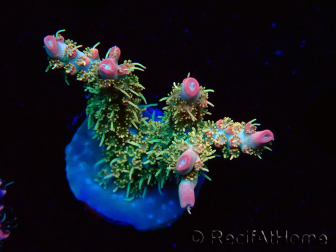 WYSIWYG RAH Acropora Strawberry Ice 5P4