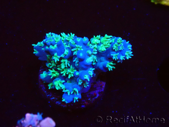 WYSIWYG RAH Acropora horrida Snowflake 5R1