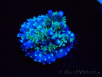 WYSIWYG RAH Acropora horrida Snowflake 5R2