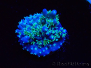 WYSIWYG RAH Acropora horrida Snowflake 5R2