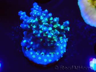WYSIWYG RAH Acropora horrida Snowflake 5R3