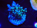 WYSIWYG RAH Acropora horrida Snowflake 5L8