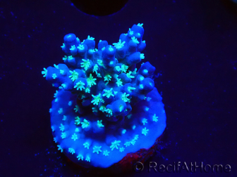 WYSIWYG RAH Acropora horrida Snowflake 5R4