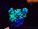 WYSIWYG RAH Acropora horrida Snowflake 5L10