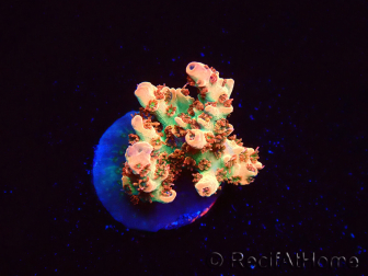WYSIWYG AK Acropora Bill Murray 5N8
