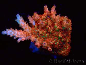WYSIWYG AK Acropora Bill Murray 5N9