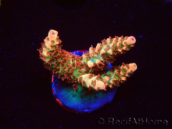 WYSIWYG AK Acropora Bill Murray 5N10