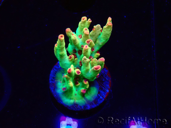 WYSIWYG RAH Acropora microclados Cloudberry SC 5Q5
