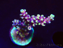 WYSIWYG RRC Acropora Pink cadillac 5R