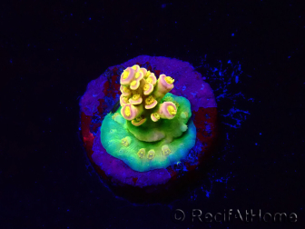 WYSIWYG BigR Acropora Walt Disney 1