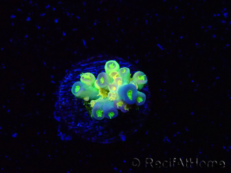 WYSIWYG BigR Acropora Walt Disney 5V3