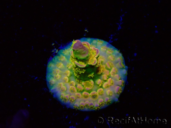 WYSIWYG BigR Acropora Walt Disney 1