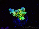 WYSIWYG BigR Acropora Walt Disney 5V5