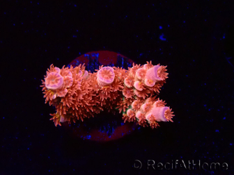 WYSIWYG RAH Acropora tenuis Red Ruby 5V6