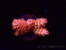 WYSIWYG RAH Acropora tenuis Red Ruby 5V6
