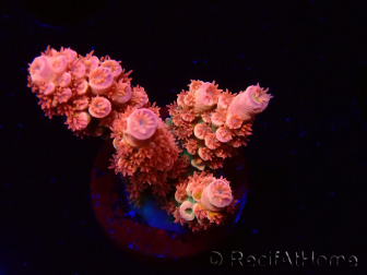 WYSIWYG RAH Acropora tenuis Red Ruby 5V7