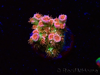 WYSIWYG MH Acropora tenuis Unicorn 5V10