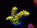 WYSIWYG RAH Acropora Pikachu