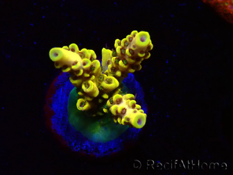 WYSIWYG RAH Acropora Pikachu 5W2