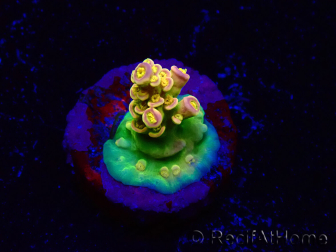 WYSIWYG BigR Acropora Walt Disney 1