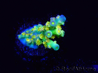 WYSIWYG BigR Acropora Walt Disney 5V2
