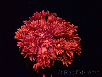 WYSIWYG Goniopora 9P