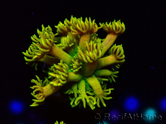 WYSIWYG Goniopora 9P5