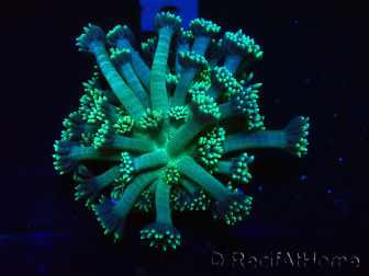 WYSIWYG Goniopora 9Q