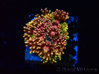 WYSIWYG Goniopora 9R1