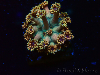 WYSIWYG Goniopora 9R4