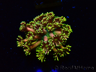 WYSIWYG Goniopora 9R5