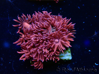 WYSIWYG Goniopora 9P3