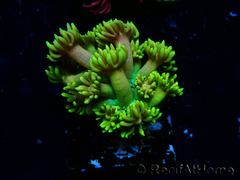 WYSIWYG Goniopora 9P4