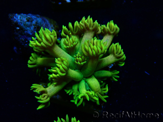 WYSIWYG Goniopora 9P