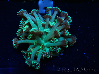 WYSIWYG Goniopora 9Q