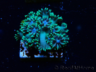 WYSIWYG Goniopora 9Q