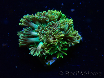 WYSIWYG Goniopora 9Q5